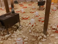 Chickens — تصویر 5
