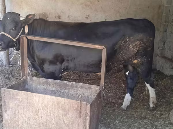 Toro, Bovini