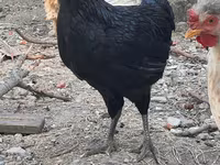 Chickens — ছবি 2