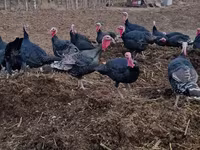 Turkeys — foto 2