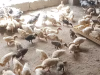 Alman Pekin — foto 2