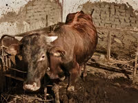 گاو نر, گاو — عکس 1