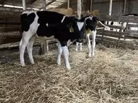 Boğa, Russian Black pied cattle — foto 2