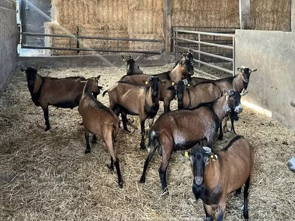 Ziege, Alpine goat — Vereinigtes Königreich