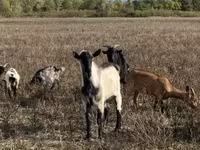 Oğlak, Alpine goat — foto 2