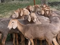แกะตัวเมีย, Arashan sheep — รูปภาพ 2