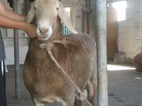 Domba jantan, Edilbay sheep — foto 1