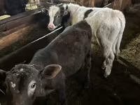 公牛, Cattle — 照片 5