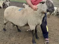 Montone, Hampshire sheep — foto 3