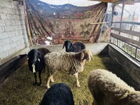 Oveja, Arashan sheep — foto 2