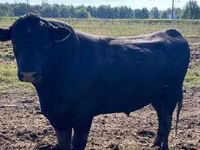 ወንድ በሬ, Aberdeen-Angus — ፎቶ 1