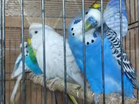 Chickens — عکس 2