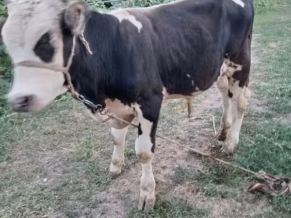 Bull, Swiss cattle — Kyrgyzstan