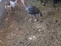 Turkeys — foto 2