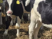 Býk, Russian Black pied cattle — foto 3