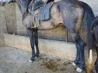 Pastuv, Arabian horse — fotografija 3