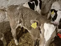 Bik, Simmental cattle — fotografija 4