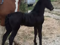 اسب نر, Friesian — عکس 2