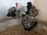 وياندوت — الصورة 6