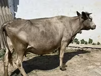 گاو ماده, گاو — عکس 3