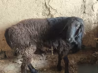 Kambing jantan, Hissar sheep — foto 5