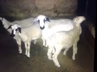 بز (گروه، جنسیت مشخص نشده), بز — عکس 2
