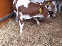 Boğa, Pinzgauer cattle — foto 3