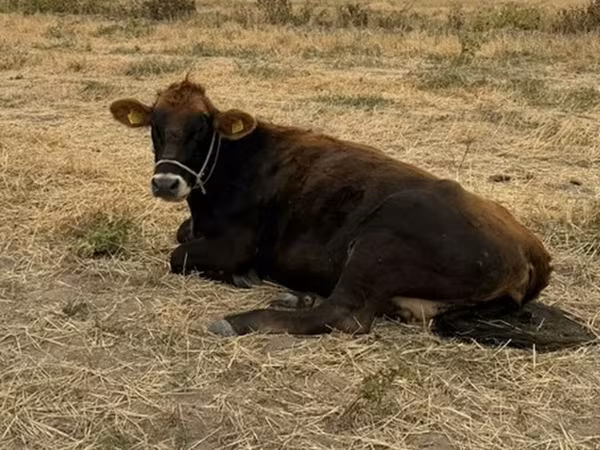 Mucca, Swiss cattle