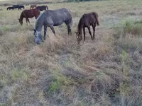 Koně (série, pohlaví neuvedeno), Koně — foto 3