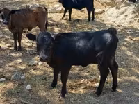 Lembu ternakan (lot, jantina tidak dinyatakan), Dexter — foto 6