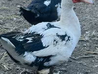 Ducks — عکس 1
