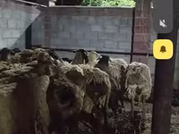 قوچ, گوسفند — عکس 2
