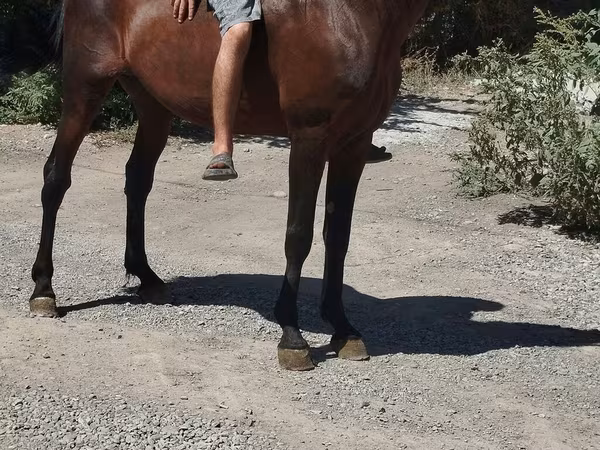 Hingst, Heste