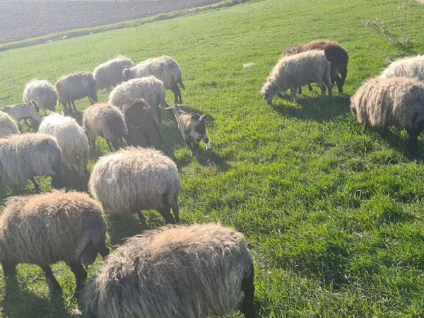 Sheep, Sheep — Moldova