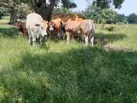 Taureau, Partenaise cattle — photo 2
