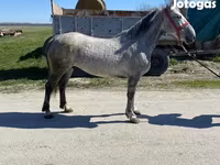 Kuda betina, Horses — foto 3