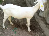 Koza, Nubian Goat — foto 1