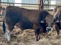 سانڈ, Partenaise cattle — تصویر 2