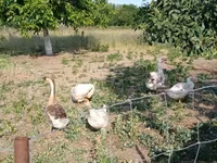 Geese — foto 1