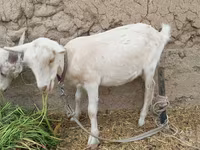 بز ماده, بز — عکس 1