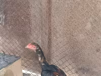 Chickens — Foto 3