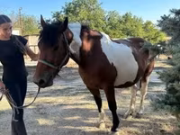 ঘোটকী, Pinto horses — ছবি 4