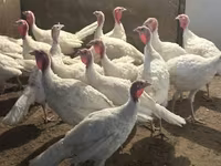 Turkeys — عکس 1