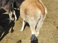 Mucca, Simmental cattle — foto 5