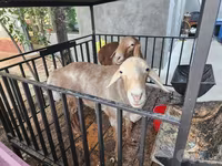Ovelhas (lote, sexo não especificado), Ovelhas — foto 1
