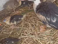 Domestic Muscovy — sawirka 4