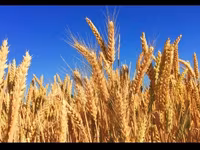 Продам🌾ячмень в любых количествах! — عکس 1
