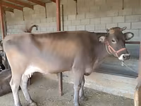 母牛, Swiss cattle — 照片 5