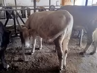 Сиыр, Simmental cattle — 5-сурет