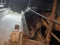 اسب نر, اسب — عکس 4
